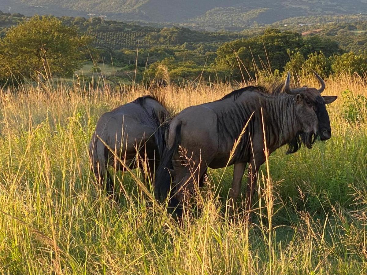 Ndhula Luxury Tented Lodge 화이트 리버 외부 사진
