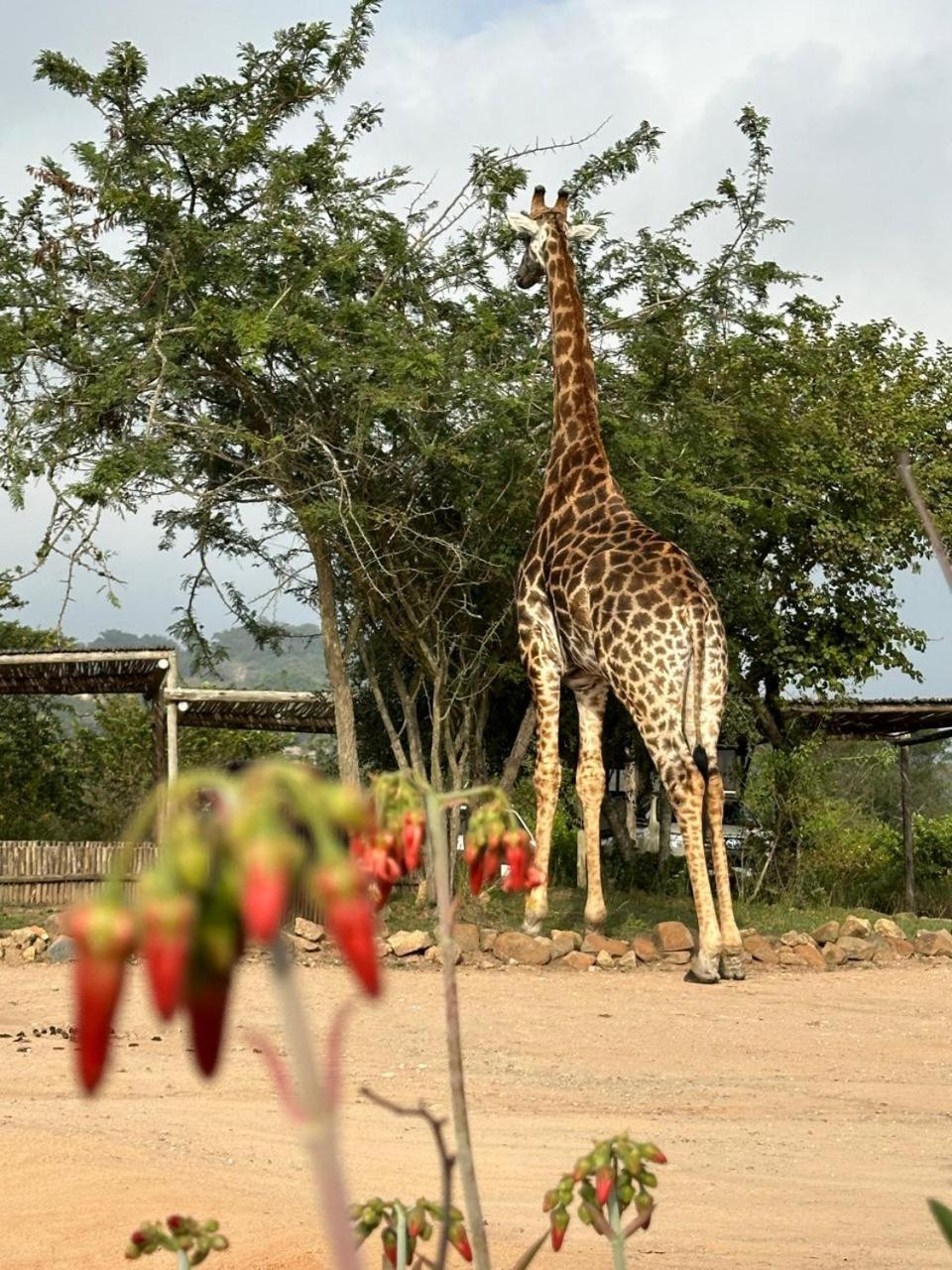 Ndhula Luxury Tented Lodge 화이트 리버 외부 사진
